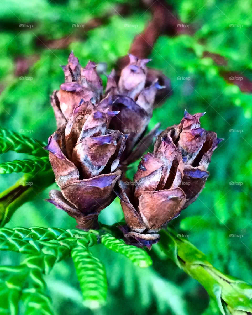 Cedar cones growing together in small bunches. On a rainy dark day, the brown colour contrasts beautifully against the evergreen boughs.