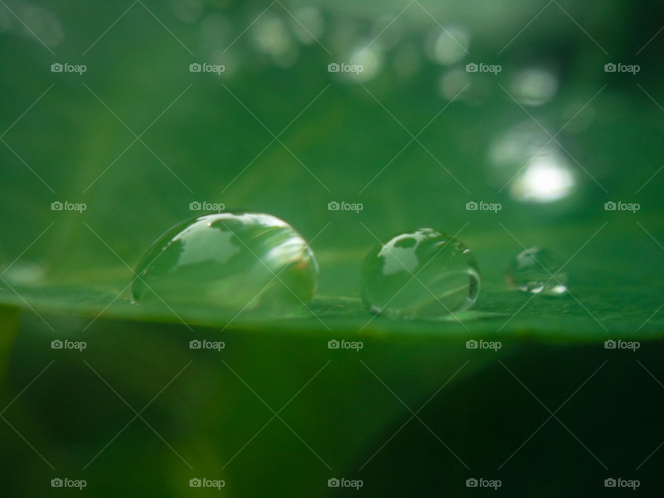 transparent water drops on a green leaf