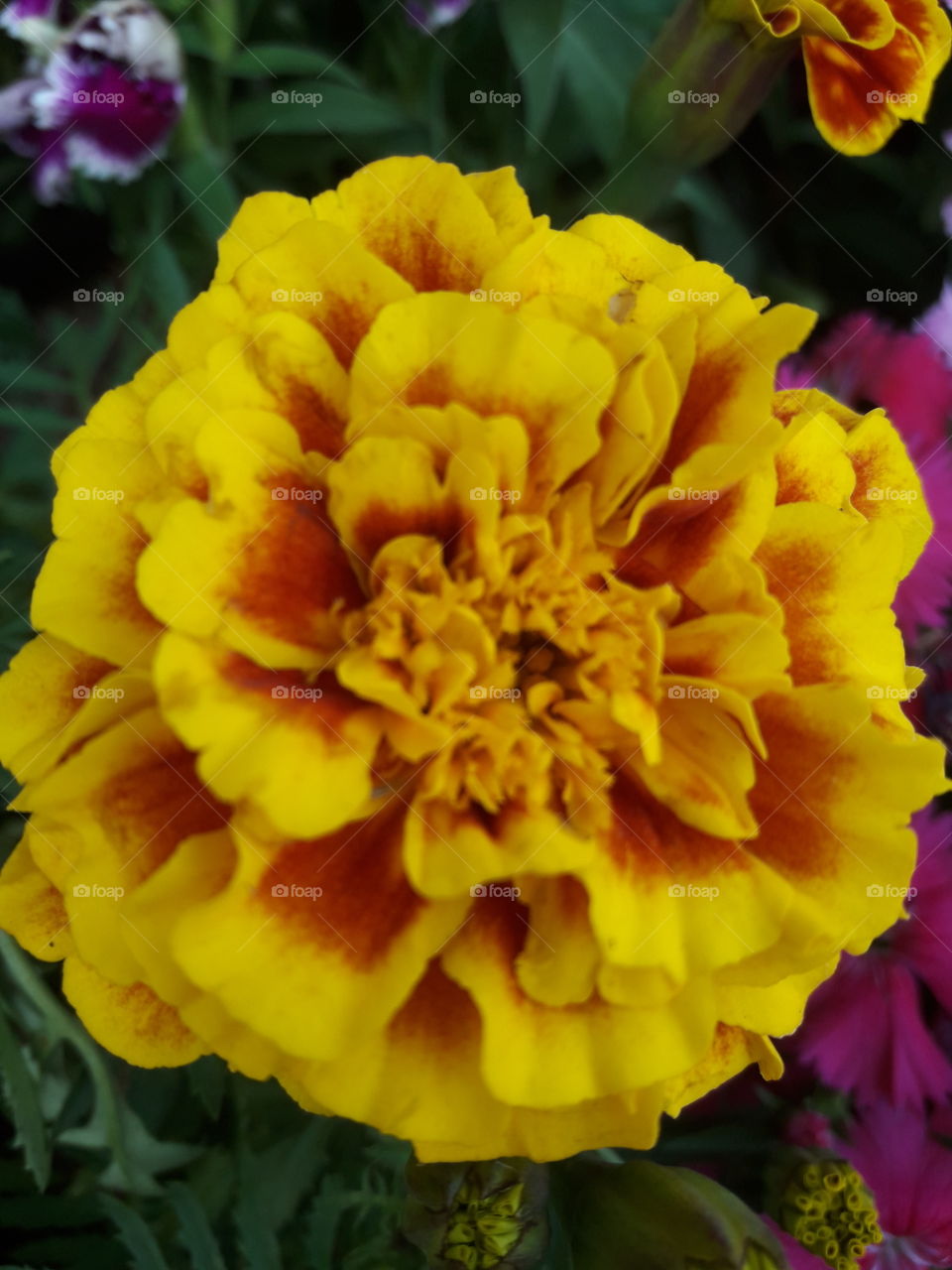 colorful yellow flower has several stacked petals.