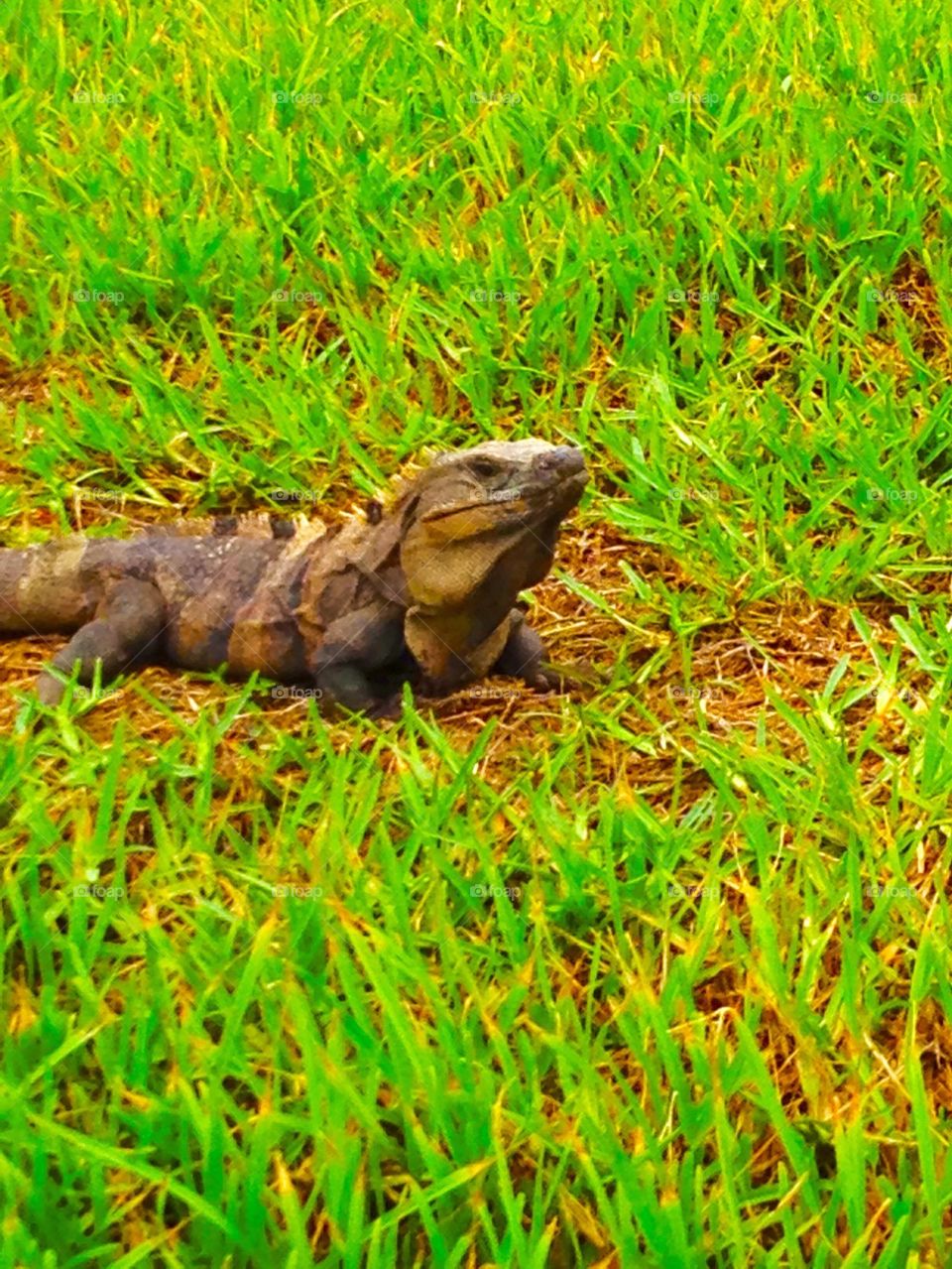 green lizard by matrey11