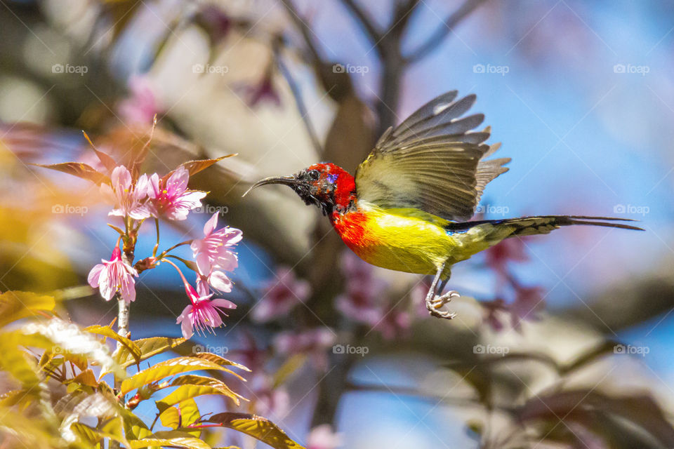 Poking the flowers 