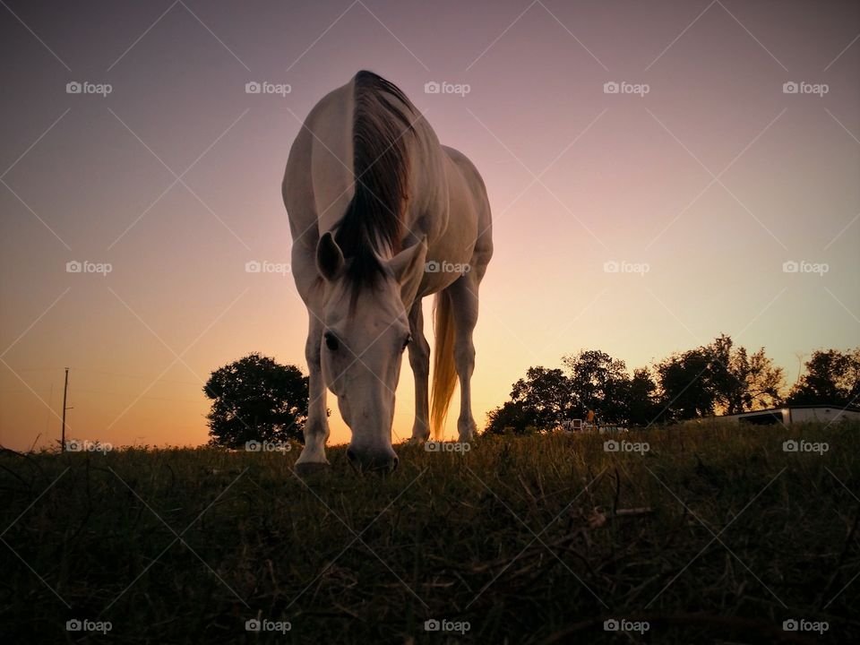 Front view of horse grazing grass