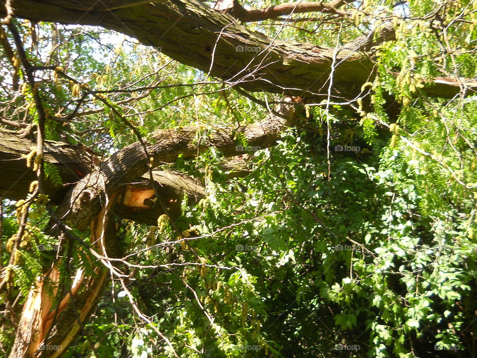 Broken tree after the storm