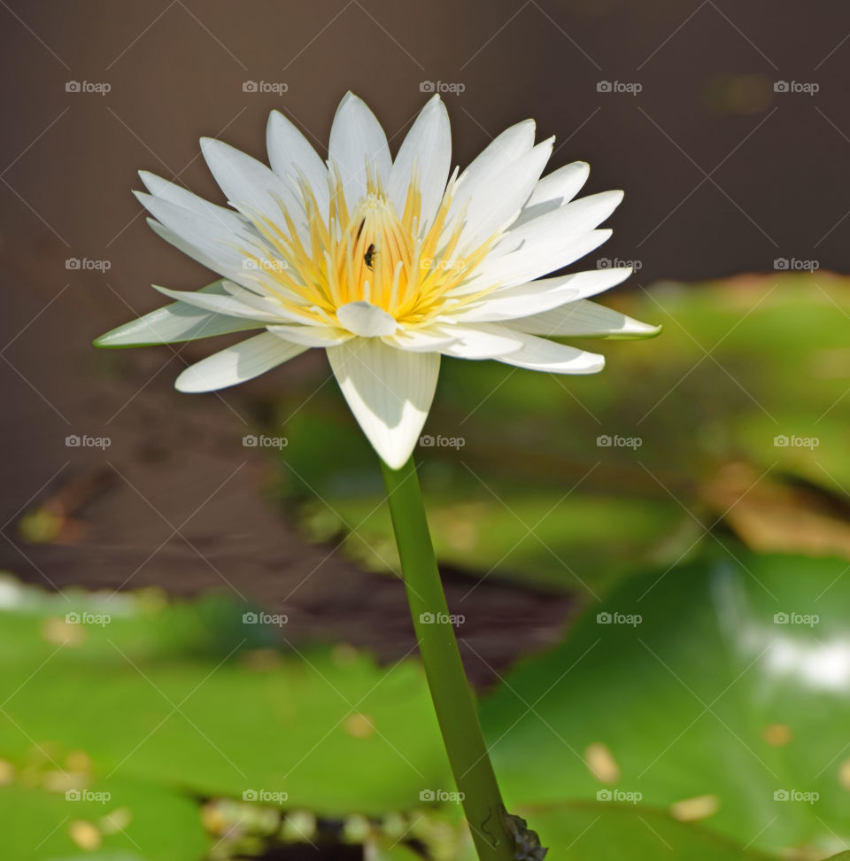 lotus