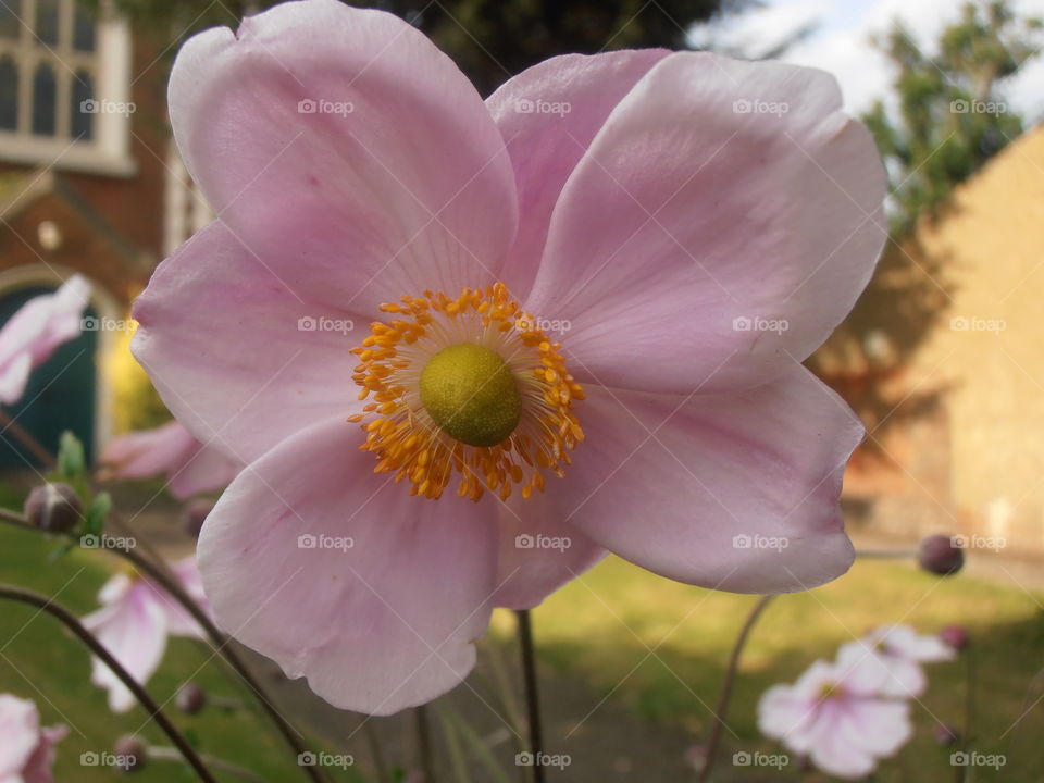 Pink Flower