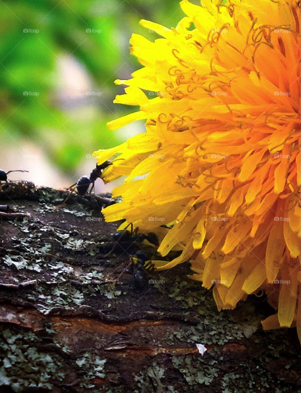 Yellow color.  Nature.  On a branch of a tree lies a piece of a yellow dandelion.  A black ant is trying to crawl onto a dandelion petal.  Close-up