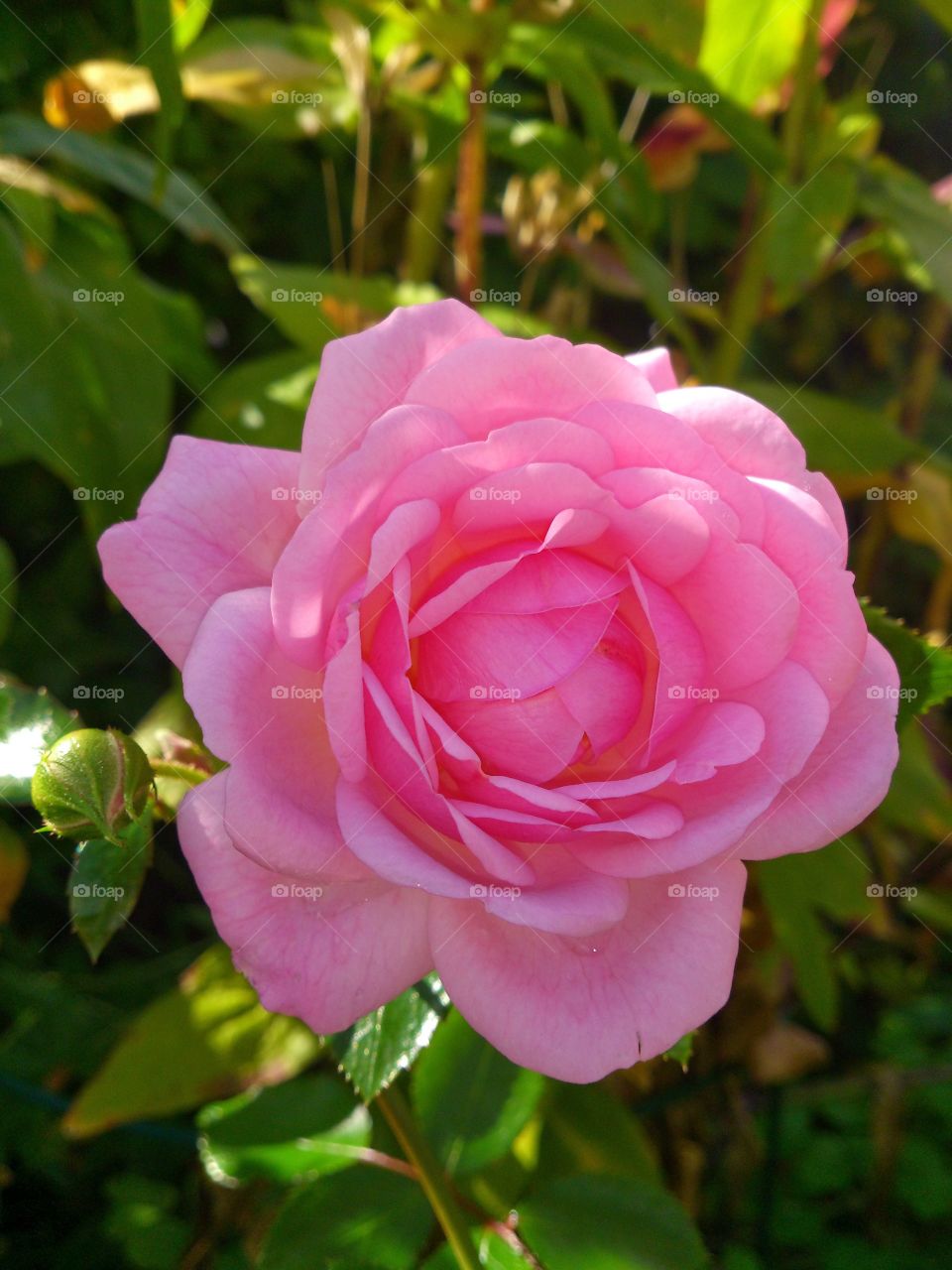 Pale pink rose