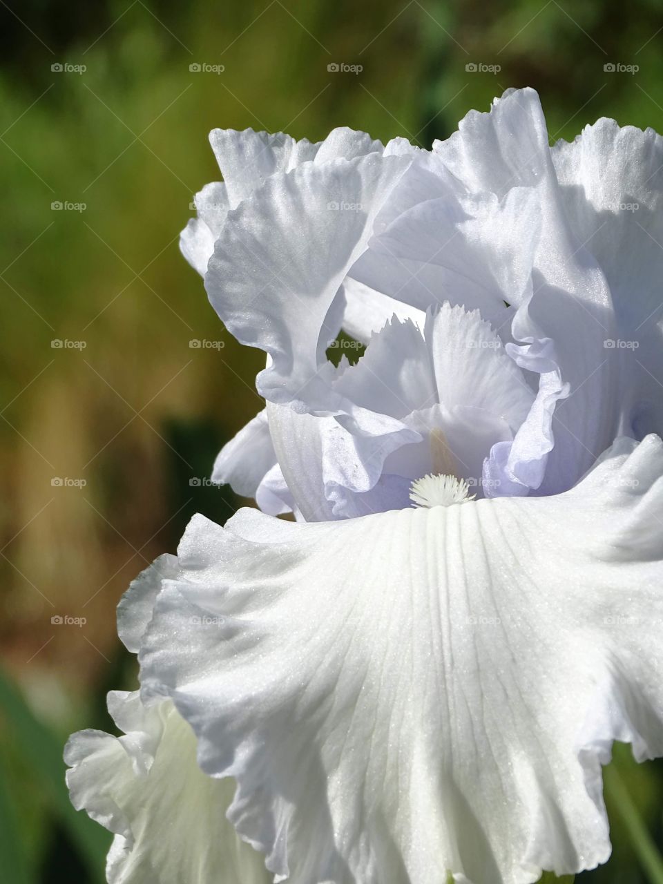 The white of the flowers