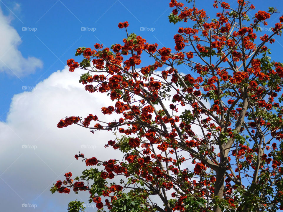 Tree, Branch, Season, Nature, Leaf