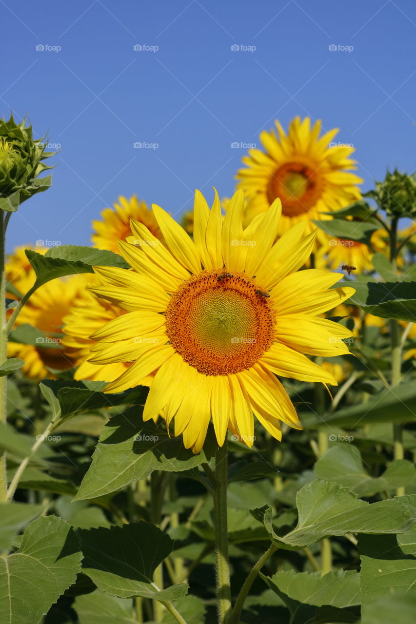 Sunflowers