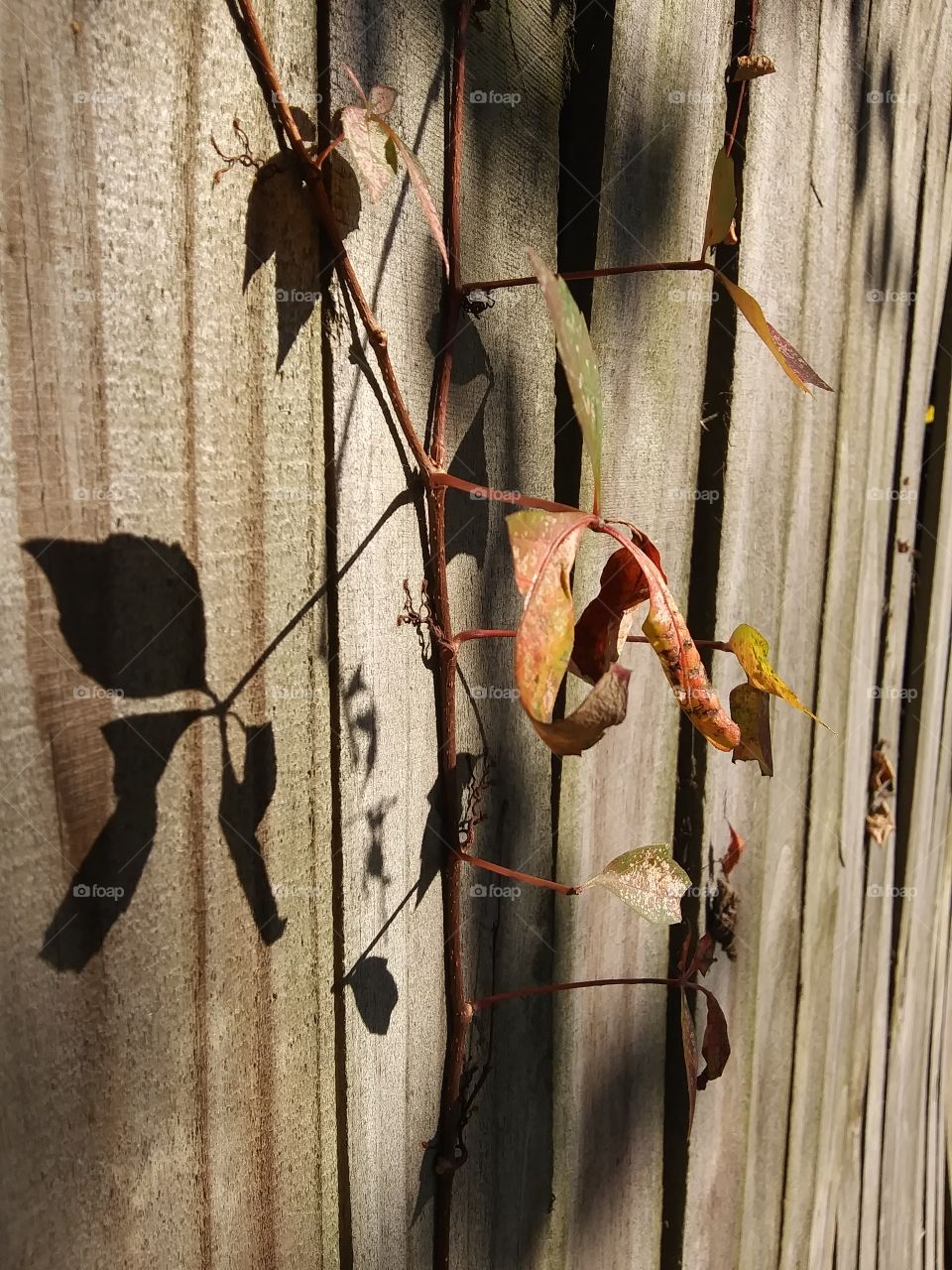 autumn vine and shadows