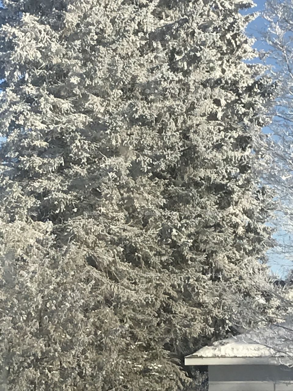 arbre en hiver 
