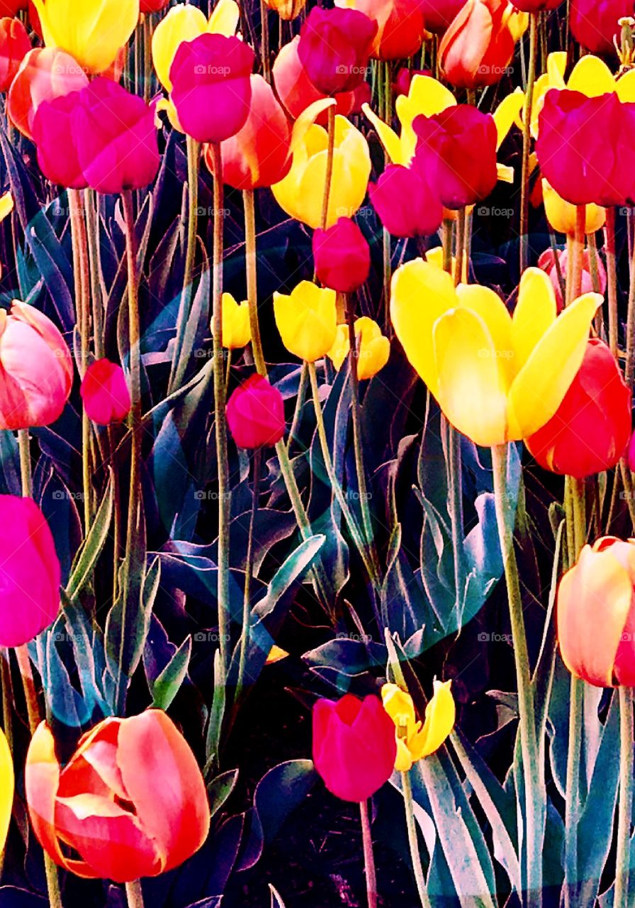 Unique Color Flower Blend of Tulips in Des Moines