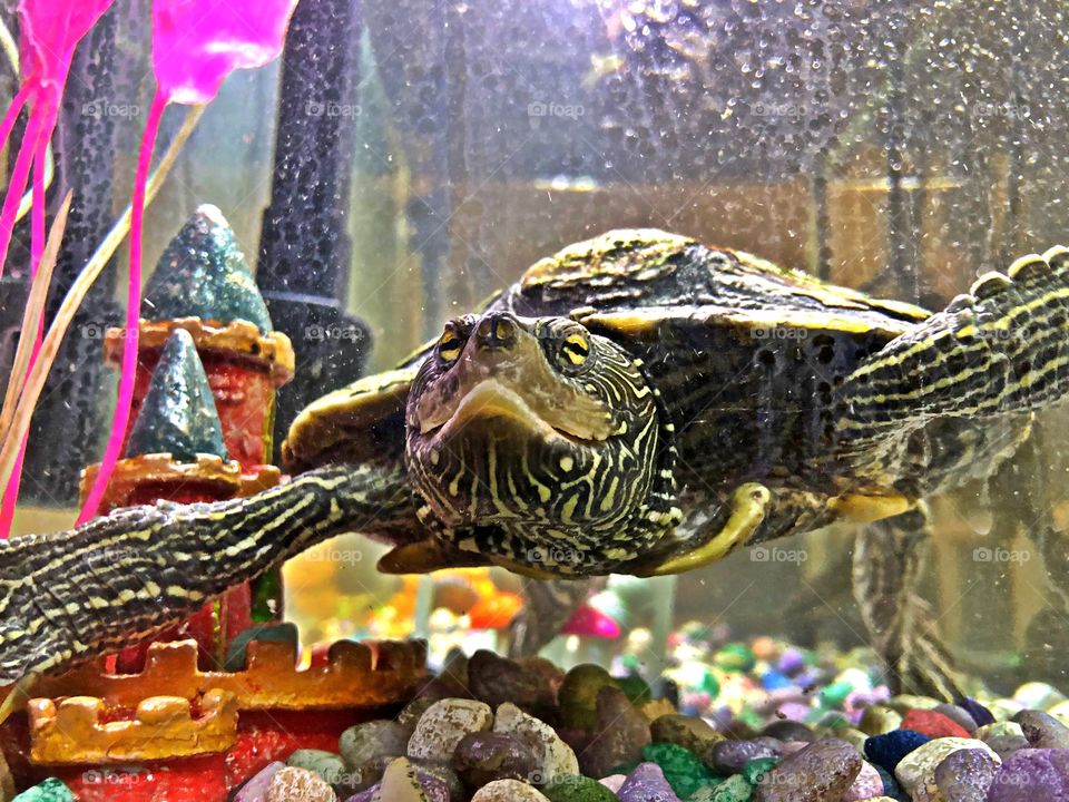 Cute old face in aquarium