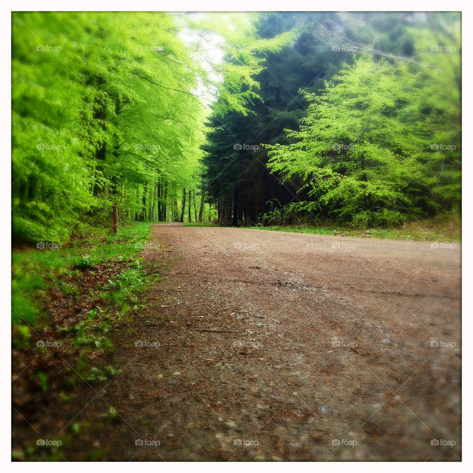 green trees leaves forest by pellepelle