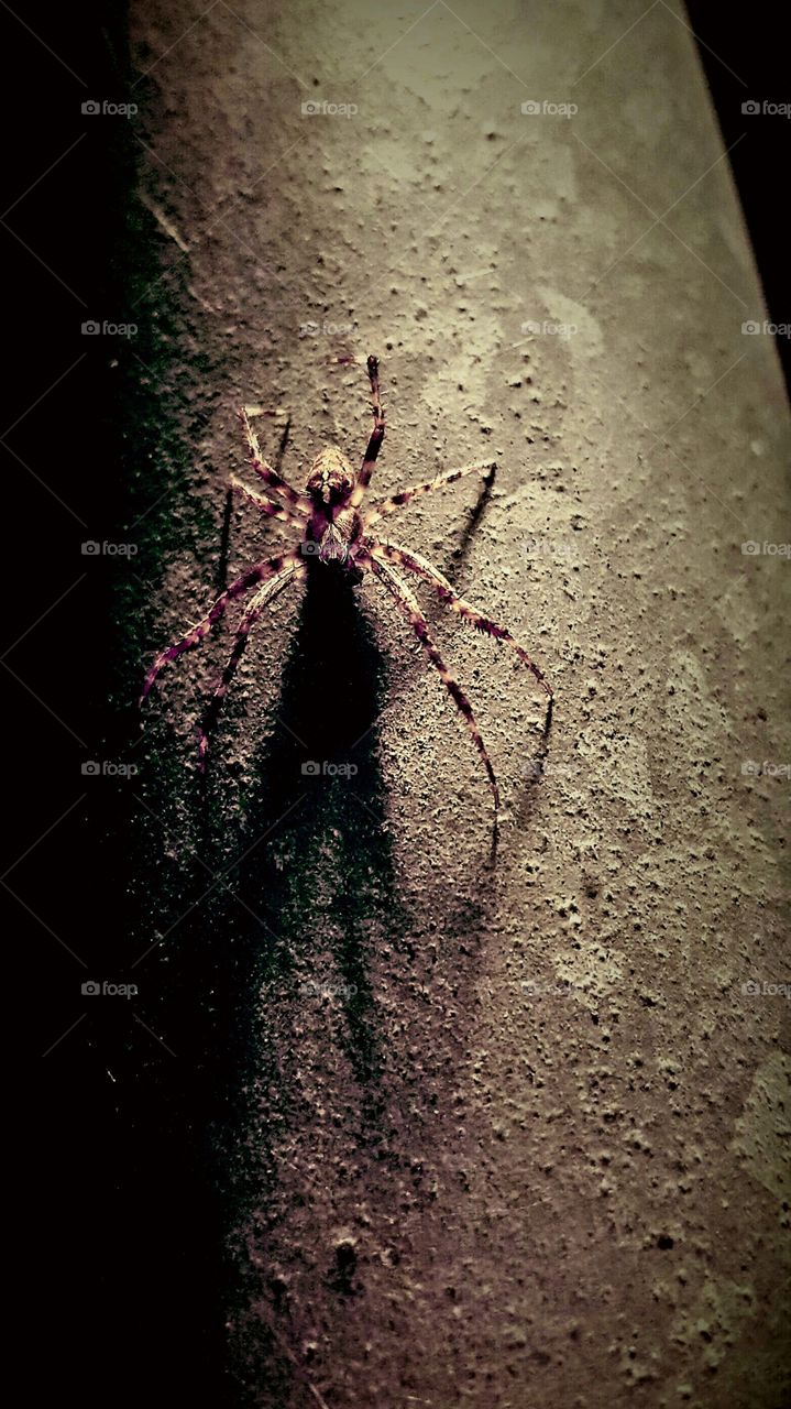 spider at night