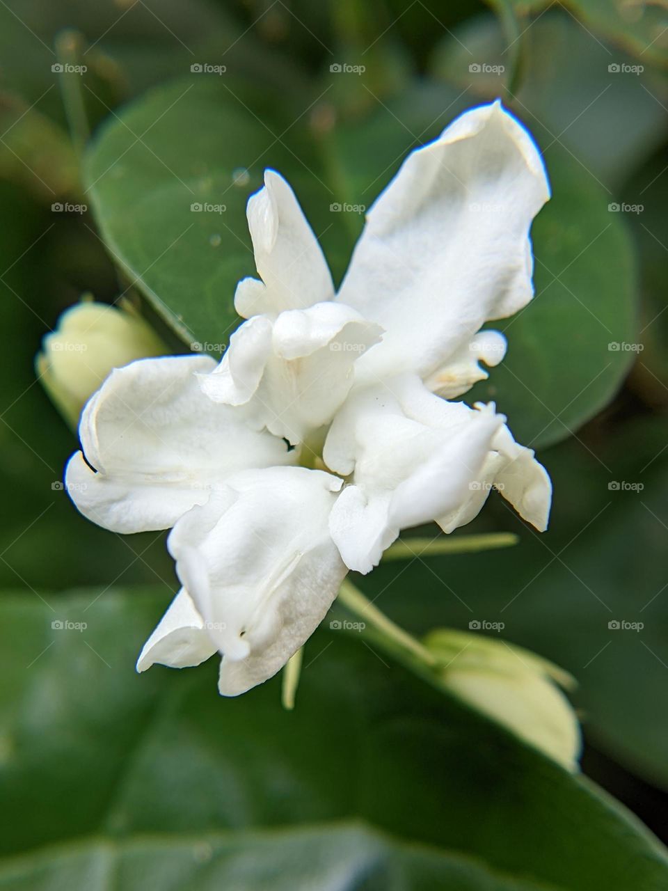 white jasmine flowers