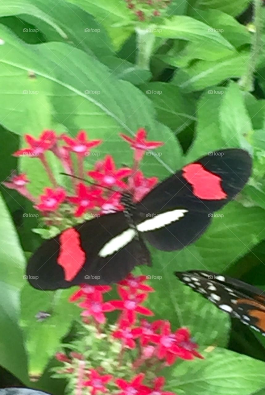 Pretty Butterfly 