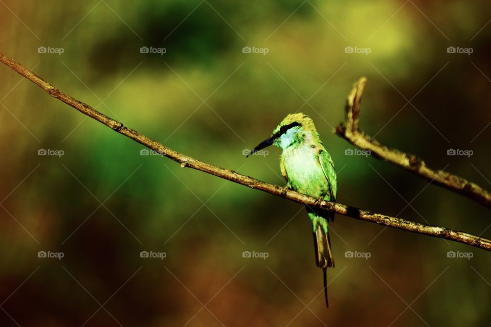 Bee eater bird in the jungle of Sri Lanka