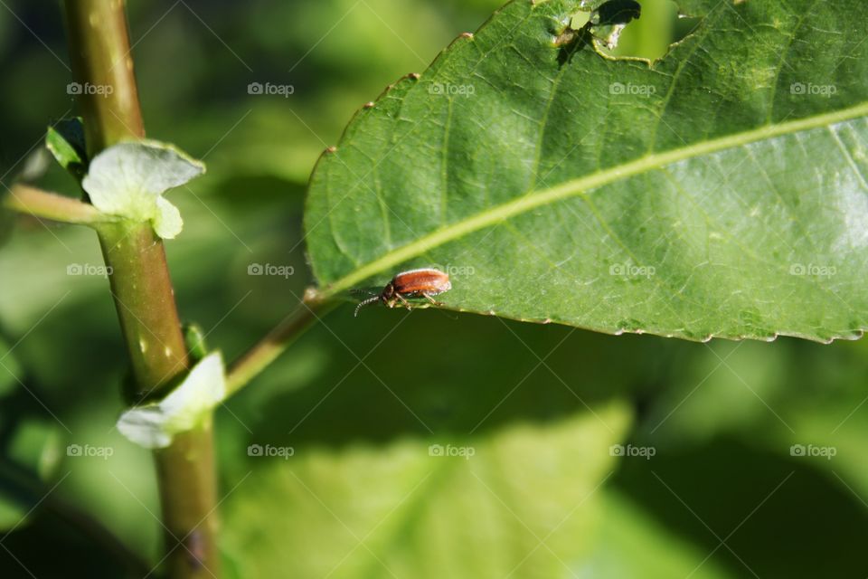 Insects on plants