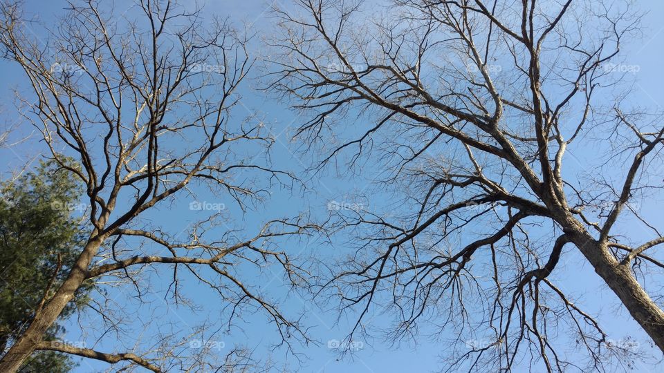 Tree, Branch, Wood, Nature, Trunk