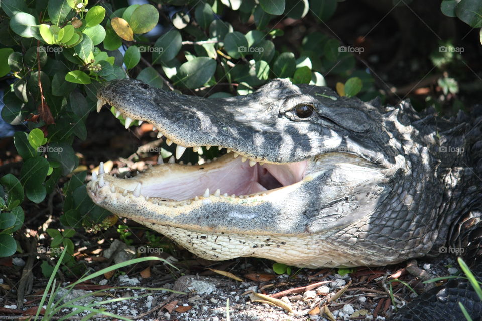 Smiling Alligator