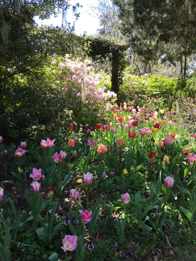 Spring is Beautiful 
