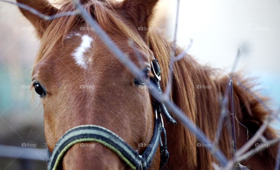 Countryside, a horse close up 