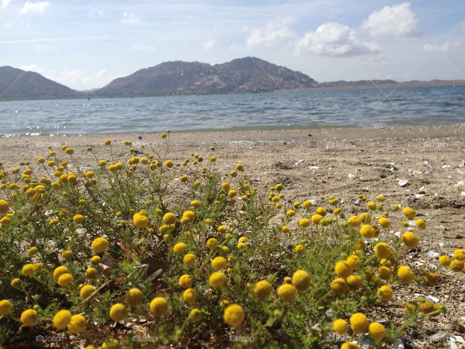 Weeds in the sand. Lake Perris