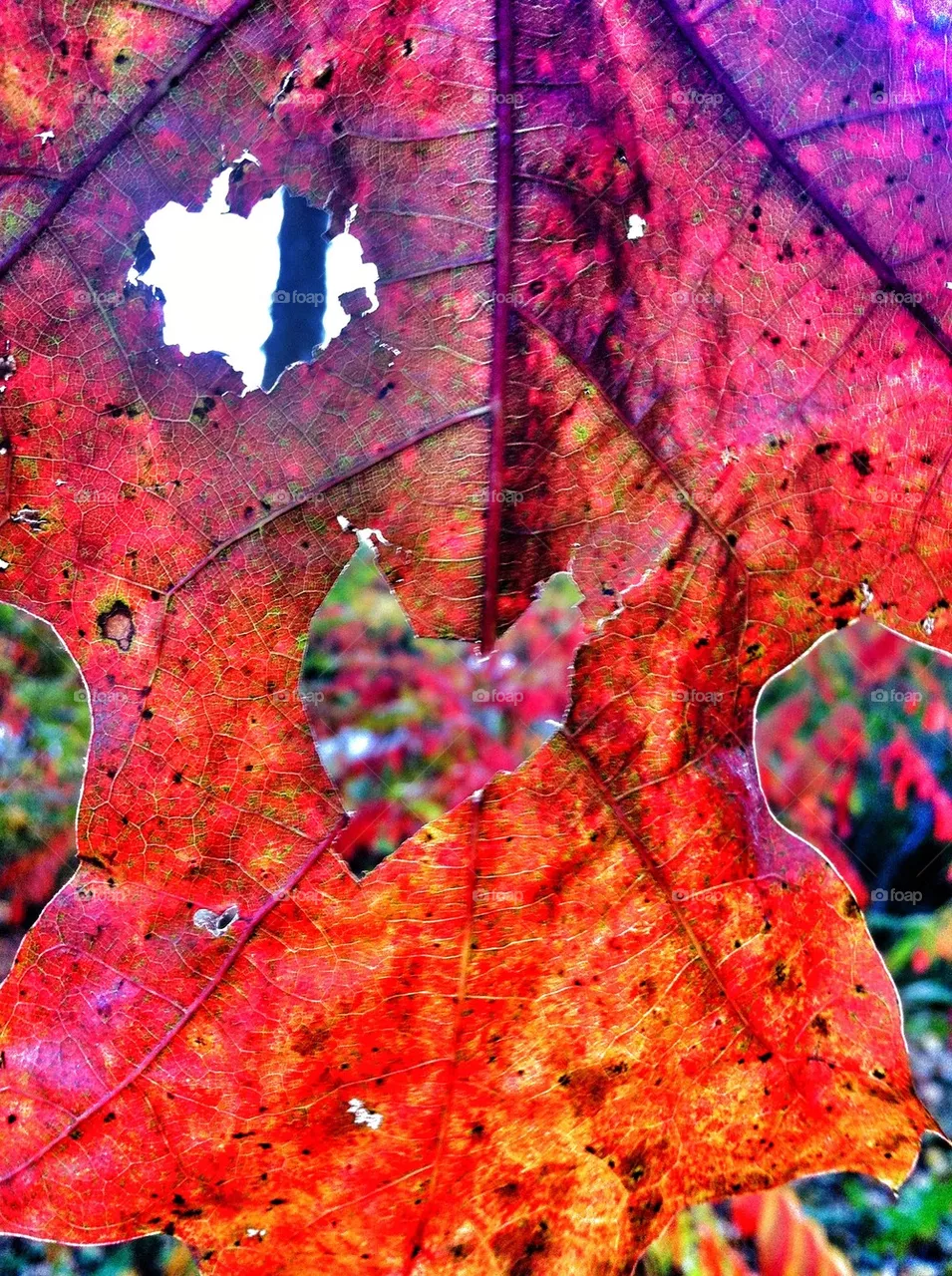 fall