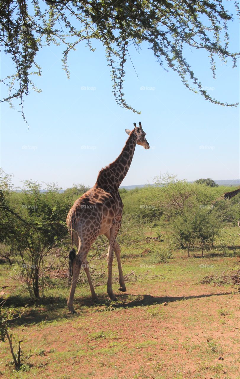 Giraffe walking away 