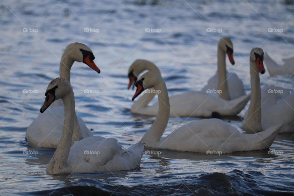 Flock of swans