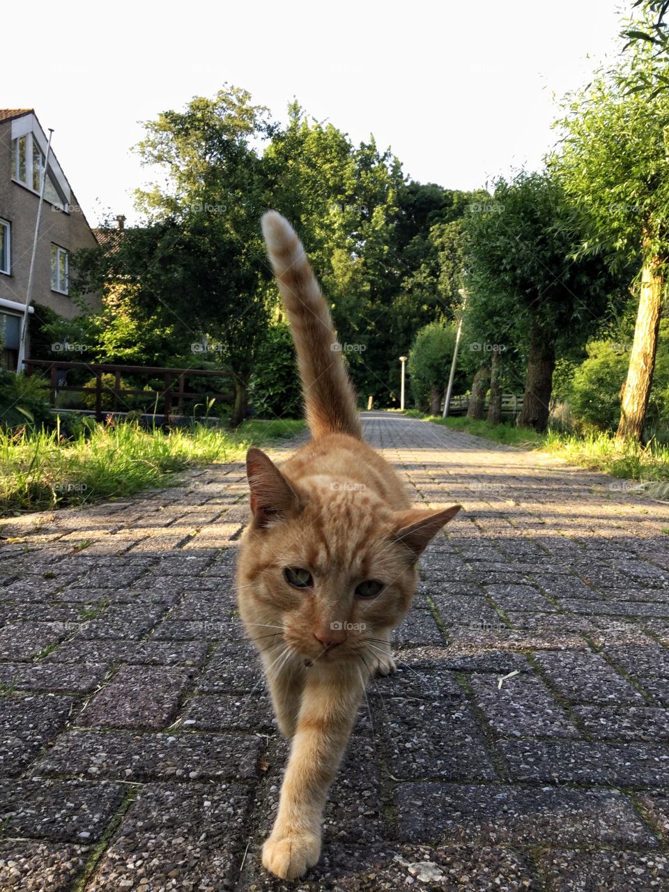 Walking cat
