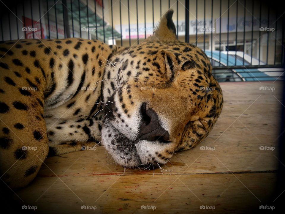 jaguar dormido