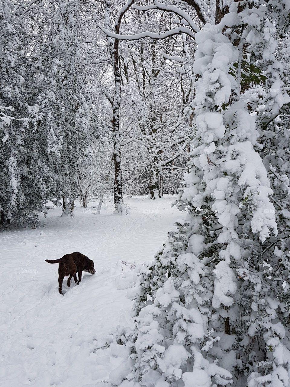 Follow the trail in snow