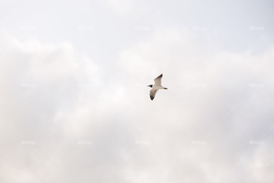 Bird in sky