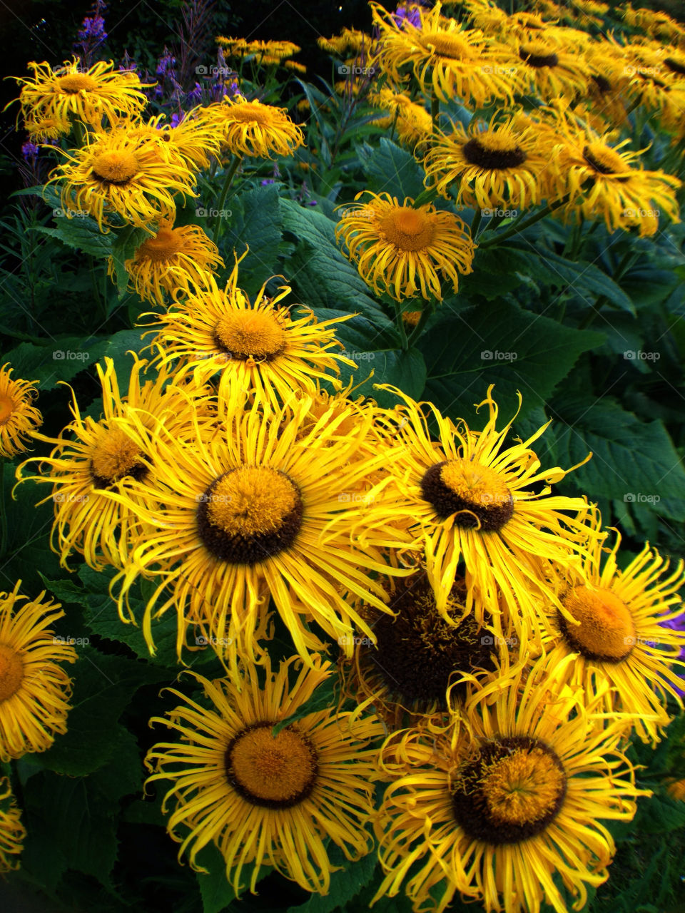 flowers garden yellow nature by chokulot