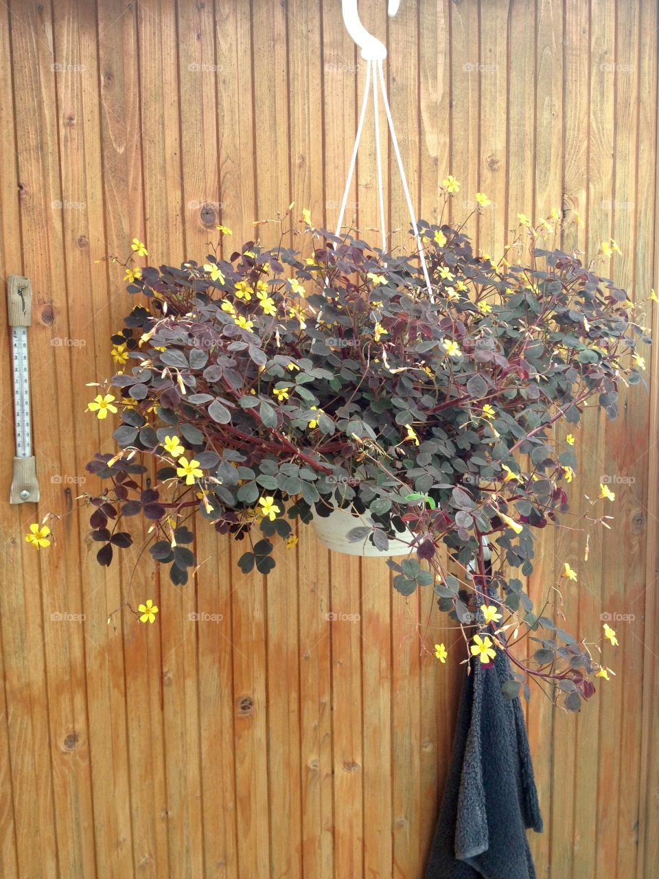 Flowers in a pot hanging on a wooden wall