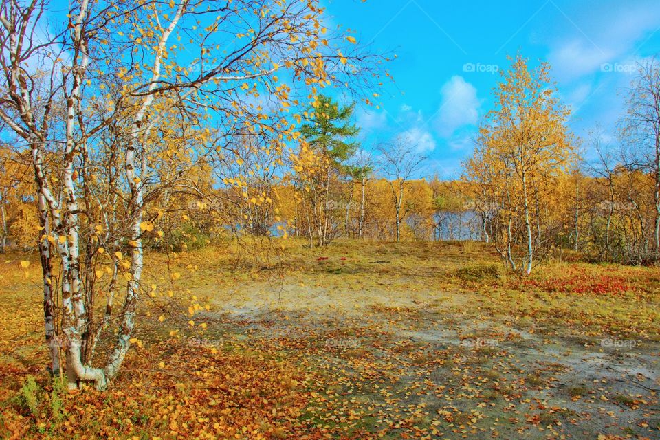 Very, golden autumn has come, the sky has become lower, fallen leaves are underfoot, the day has become shorter, the nights are colder, a lake is visible in the distance, birds are gathering in flocks, yellow-red color adorns the trees, frost is felt