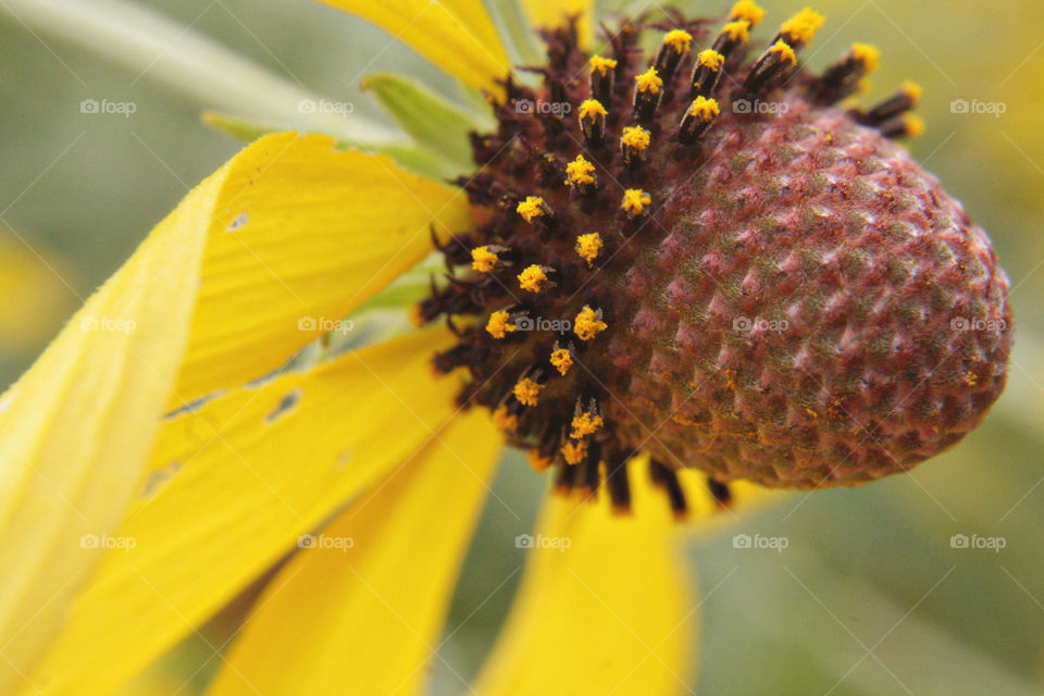 Yellow Flower