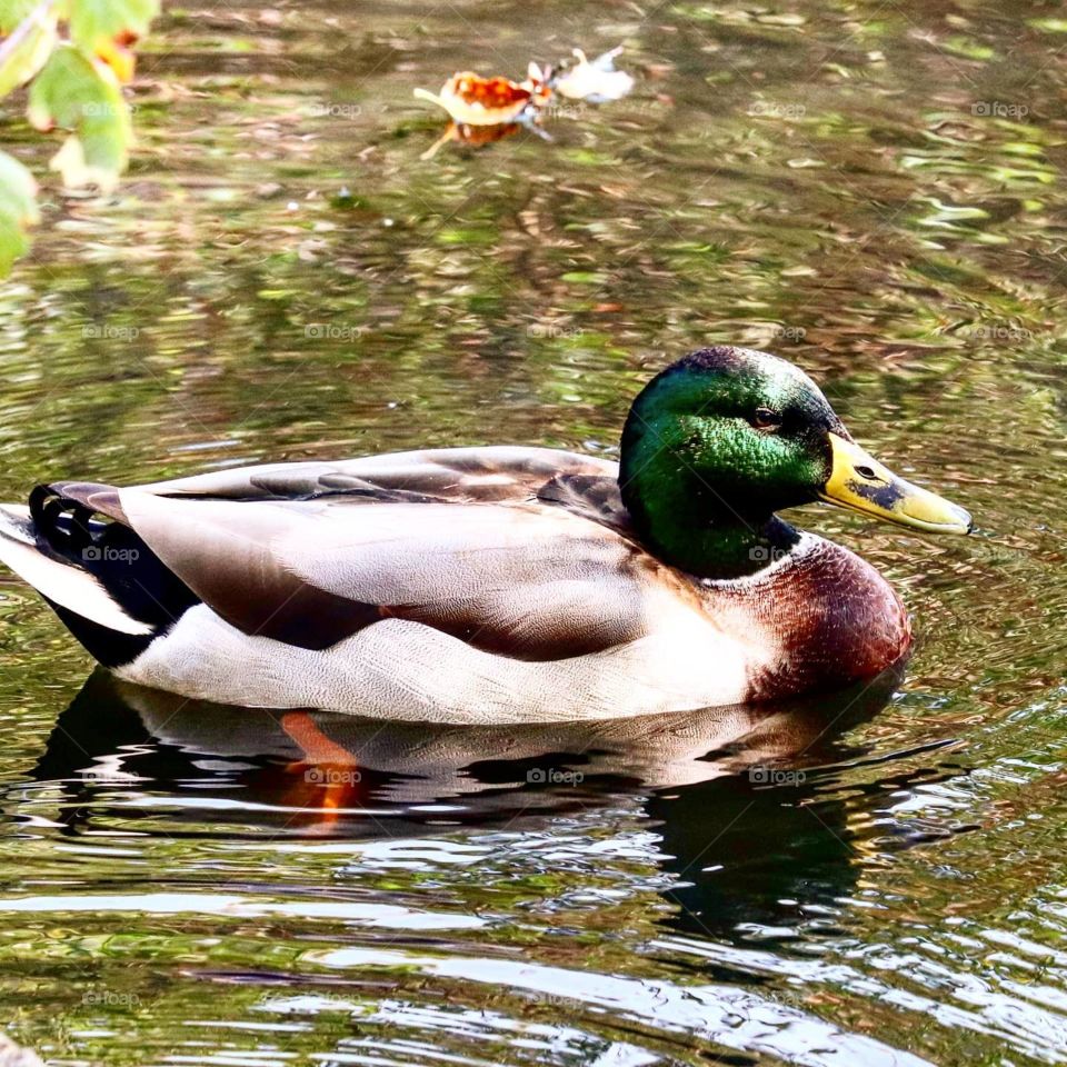 duck in pond