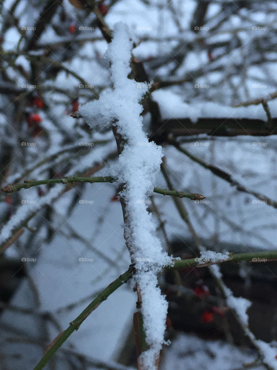 Snow Branch