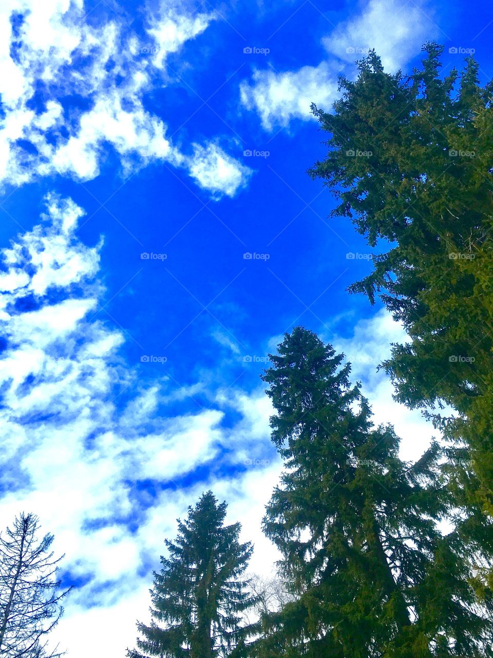 spring sky