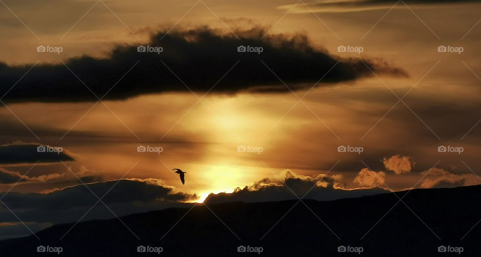 A lonely bird against the setting sun