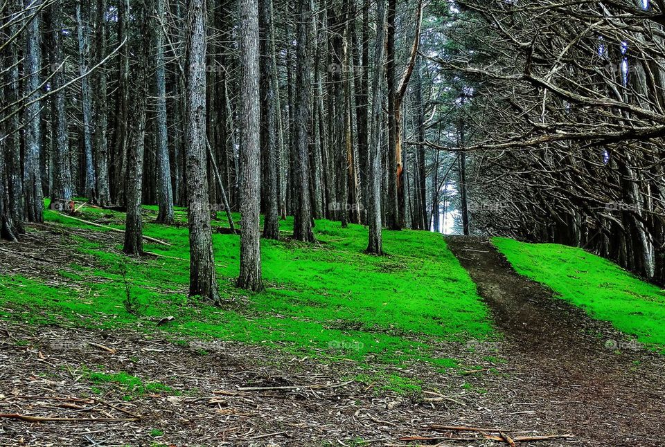 Misty forest path