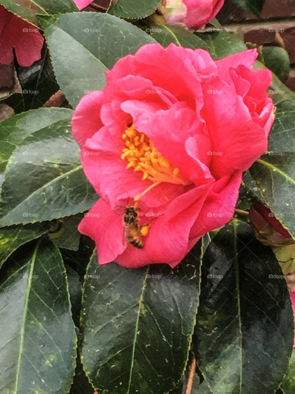 Camellia and the bee