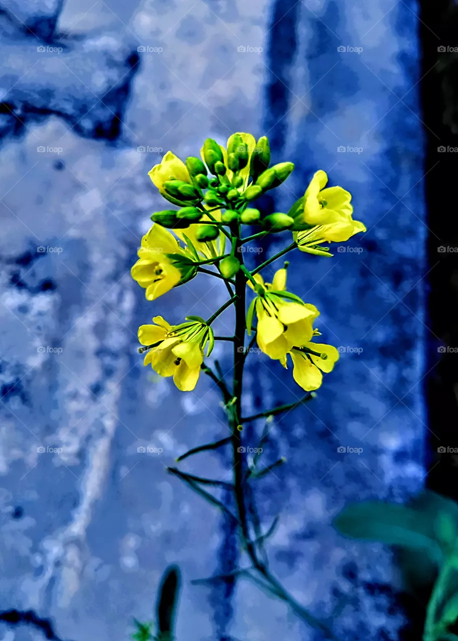 Mustard flower