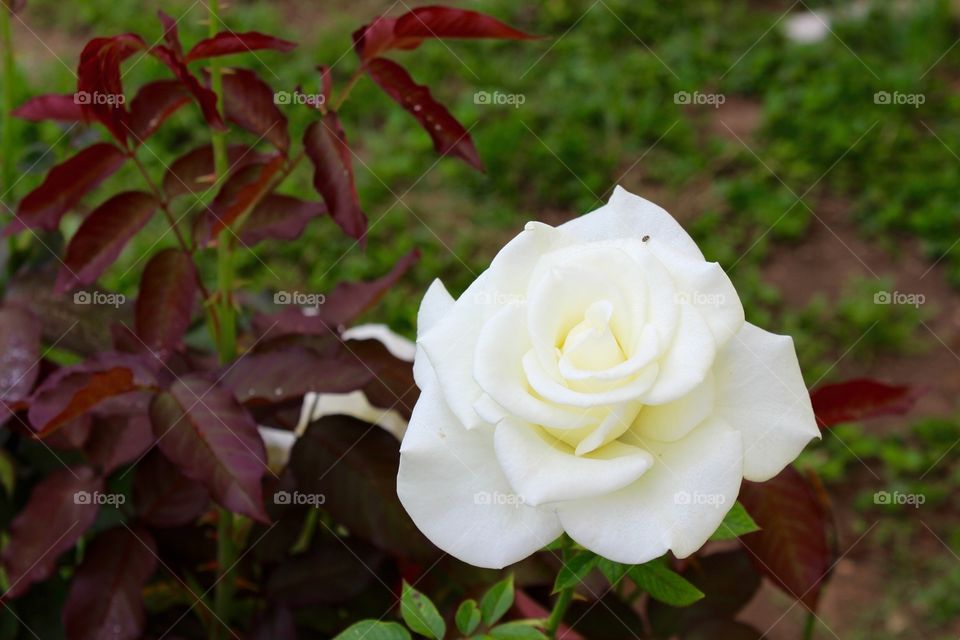 White rose. White rose 