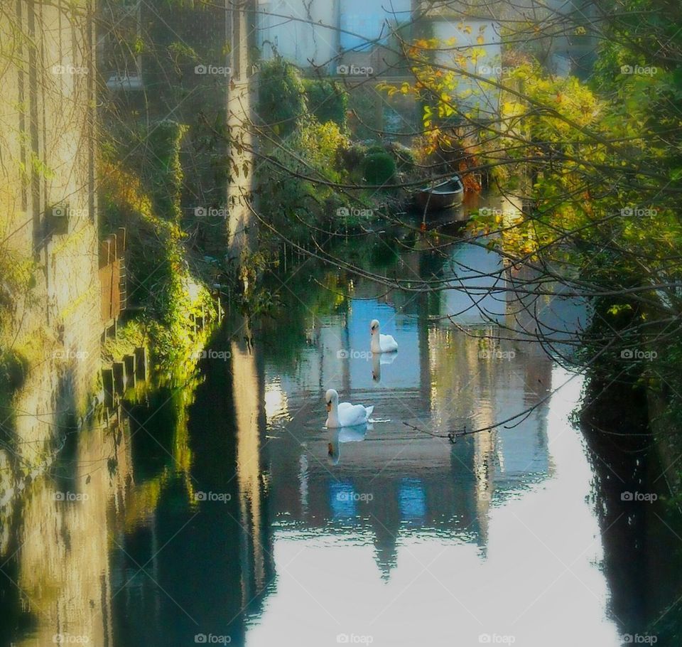 swans at a Brugges channel