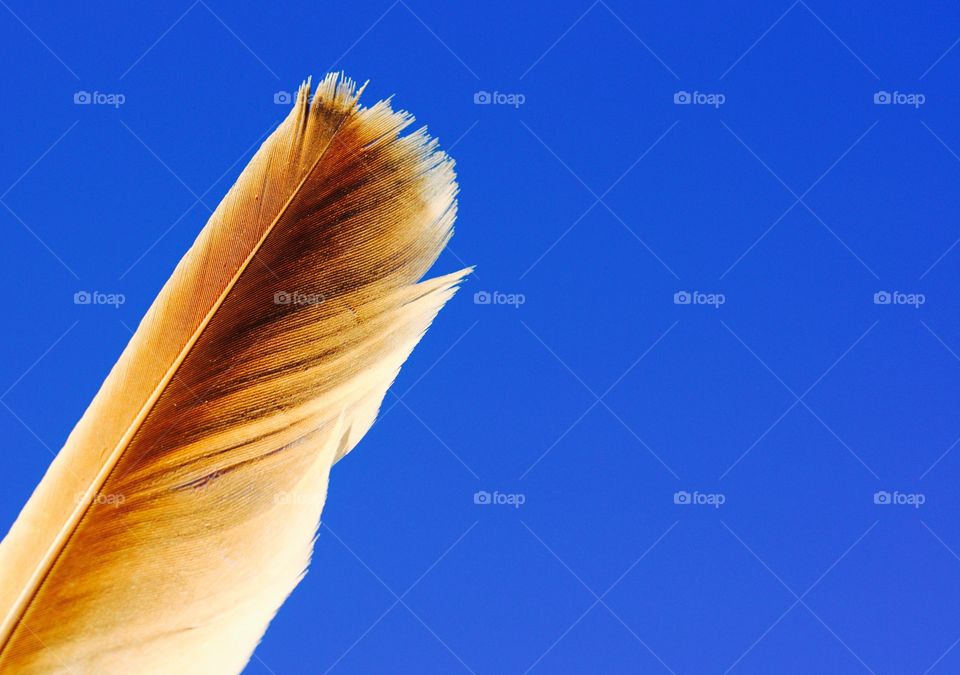 Orange Color Story - red-tailed hawk feather